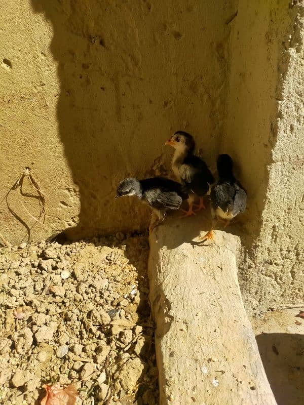 austrolop chicks for sale 17 days old 0