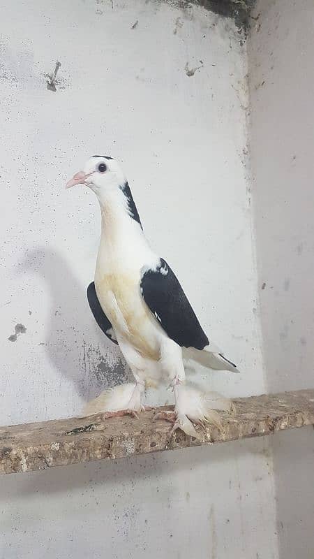 German Lahori sherazi female for sale. 3