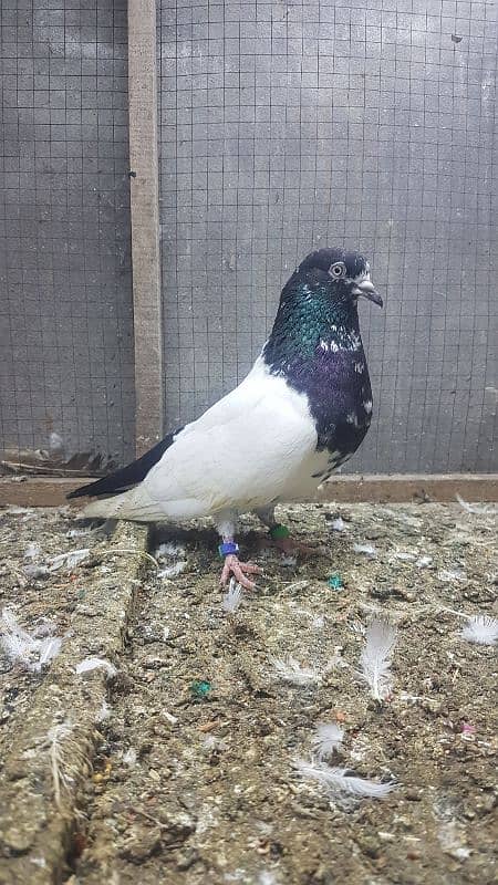 Rampuri Breeder Madi For Sale 0