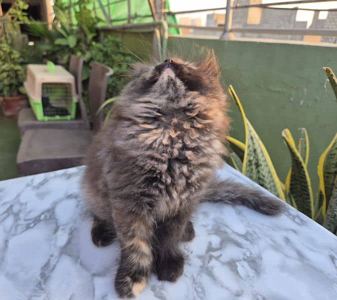 Persian cat/Persian kittens/triple coated/punch face/ 3