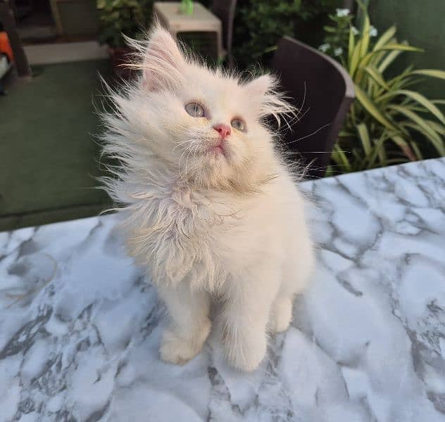 Persian cat/Persian kittens/triple coated/punch face/ 6