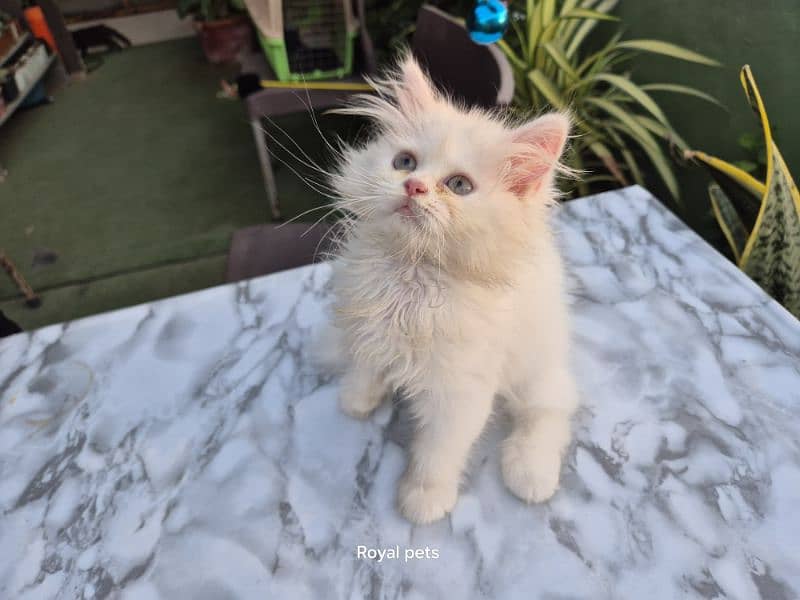 Persian cat/Persian kittens/triple coated/punch face/ 7