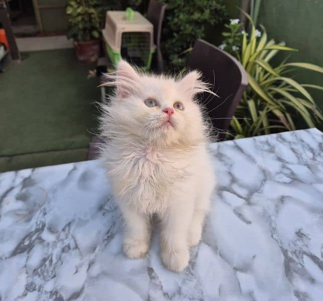 Persian cat/Persian kittens/triple coated/punch face/ 8