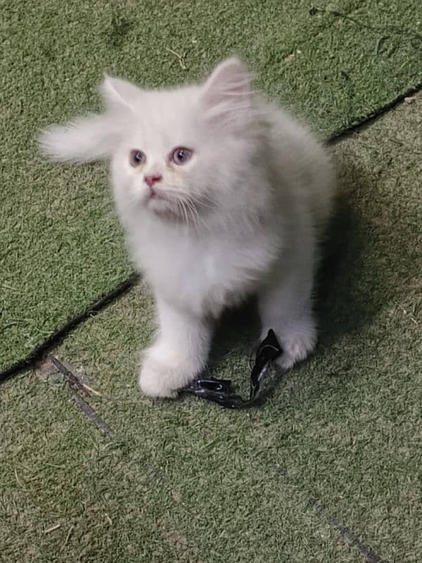 Persian cat/Persian kittens/triple coated/punch face/ 10