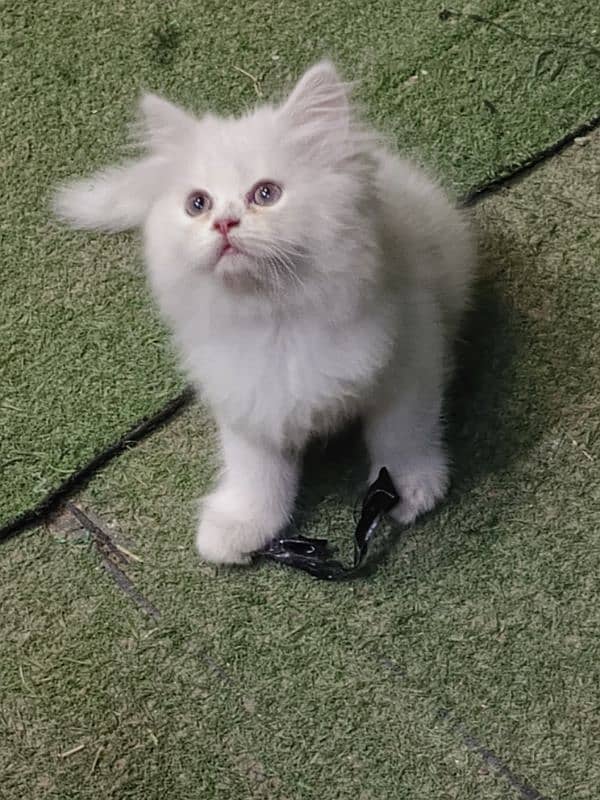 Persian cat/Persian kittens/triple coated/punch face/ 11