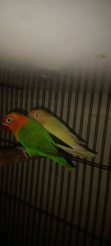 love birds 2