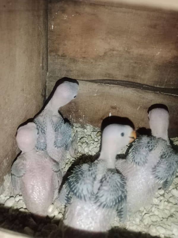 Green ring nack chicks age 20 days 1