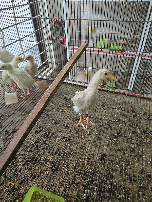 King size o shamo/high quality/white shamo chicks/aseel shamo chick — photo 6