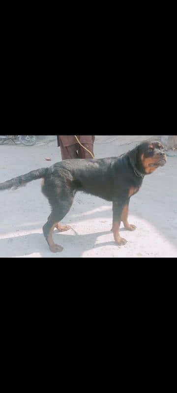 rottweiler 0