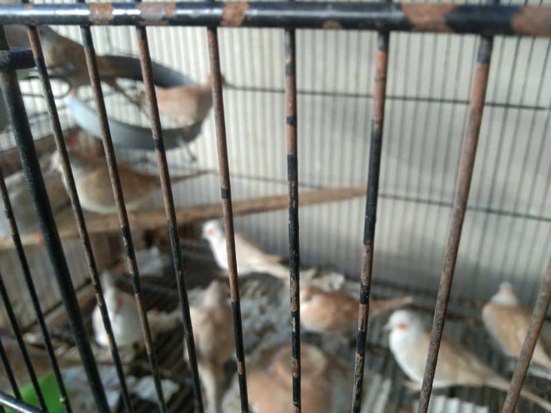 Red Doves breeder pairs 0