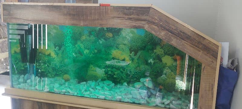 6 feet big aquarium . . urgent sale 2