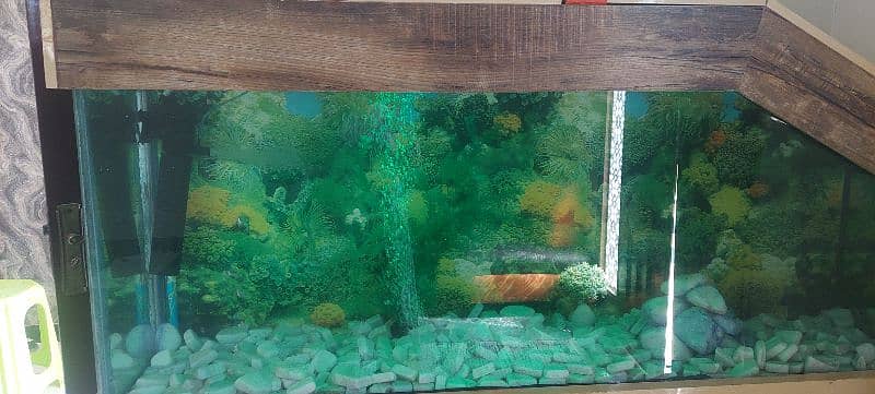 6 feet big aquarium . . urgent sale 3