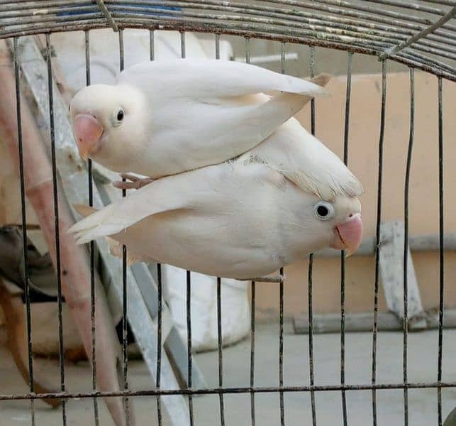 albino and Sable violet 1