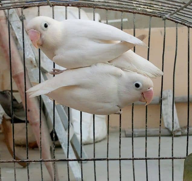 albino and Sable violet 11