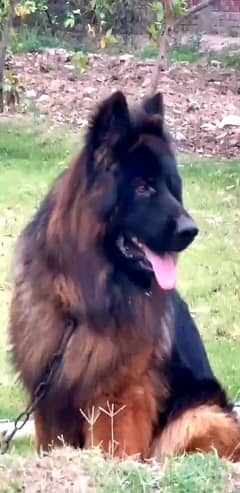 German shepherd Top Quality males Huge size for Mating cross