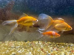 gold fish pair healthy and active very friendly