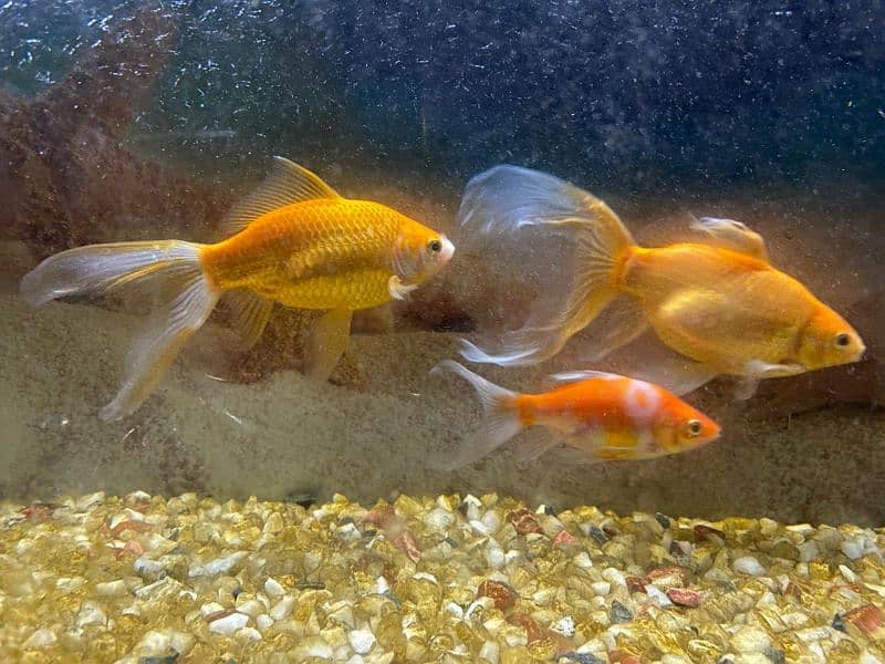 gold fish pair healthy and active very friendly 0