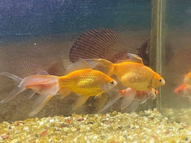 gold fish pair healthy and active very friendly 1