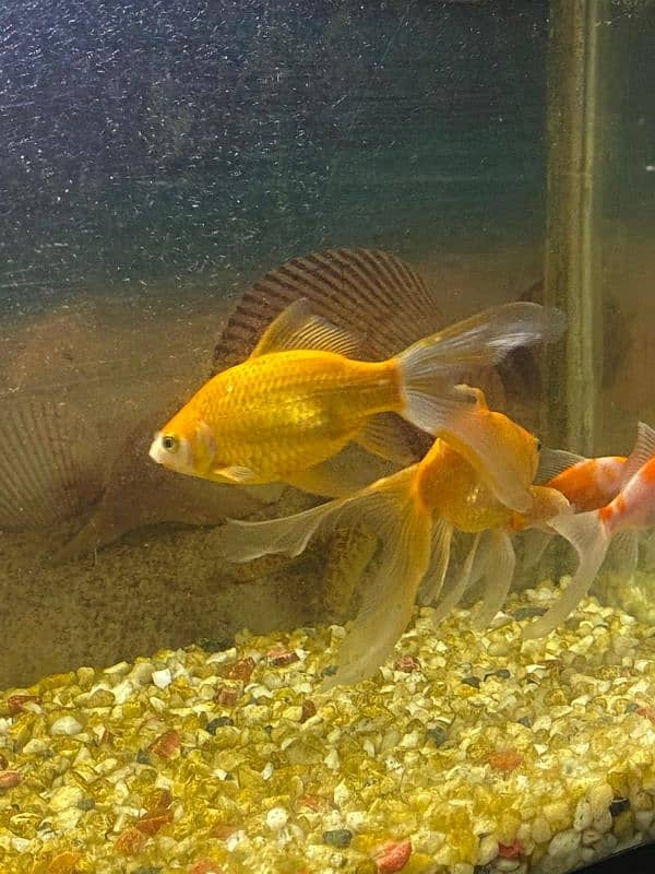 gold fish pair healthy and active very friendly 3