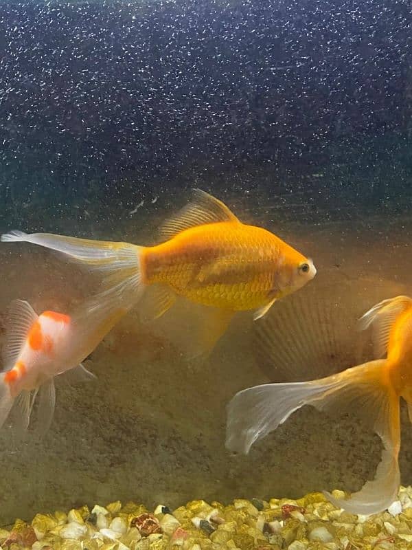 gold fish pair healthy and active very friendly 4