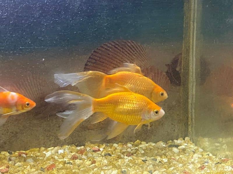 gold fish pair healthy and active very friendly 6