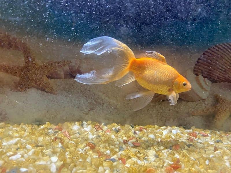 gold fish pair healthy and active very friendly 7