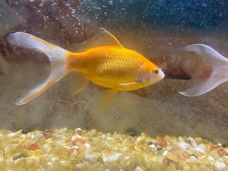 gold fish pair healthy and active very friendly 8