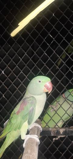 Breeder Female Kashmiri Raaw Parrot