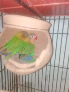 cage with parot