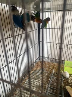 Parrots for sale