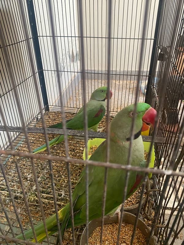 Parrots for sale in Park view city 0