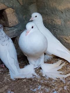 pouter pigeon for sale