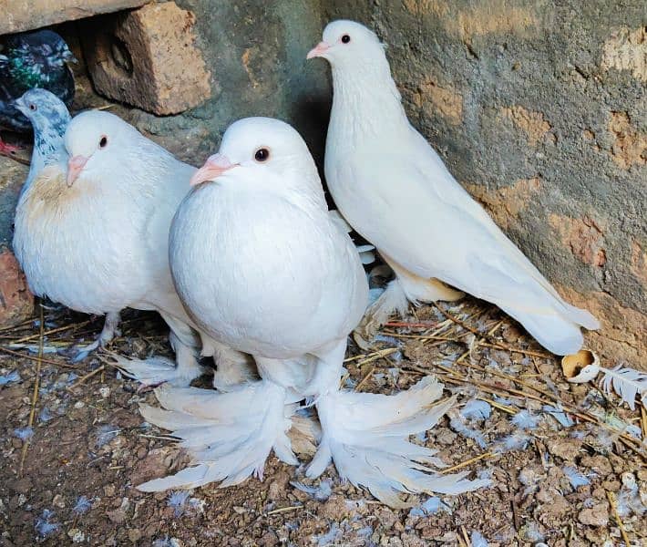 pouter pigeon for sale 1