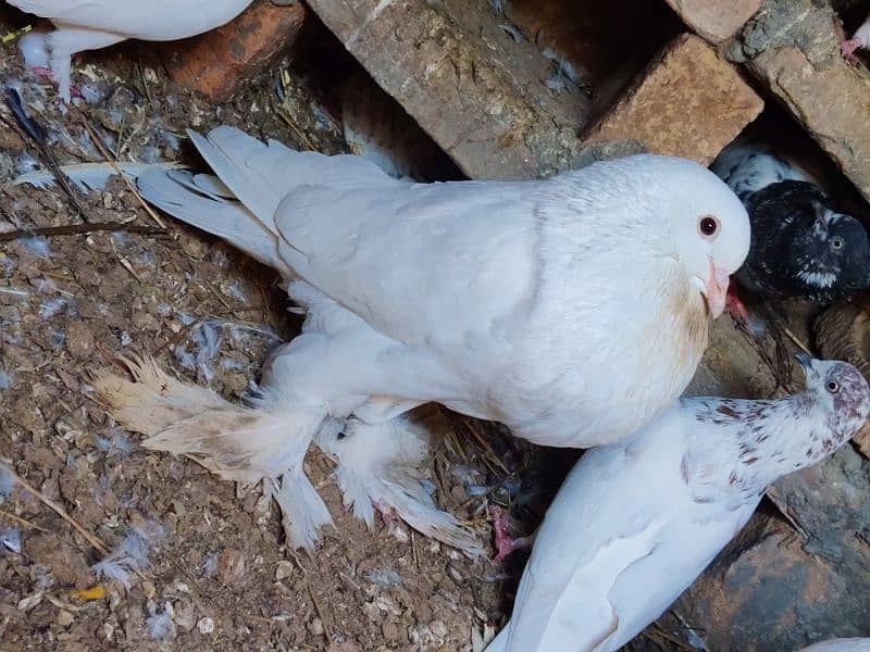 pouter pigeon for sale 4