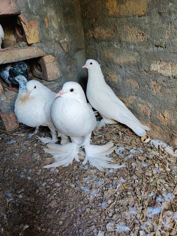 pouter pigeon for sale 6