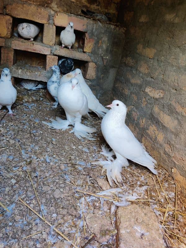 pouter pigeon for sale 7