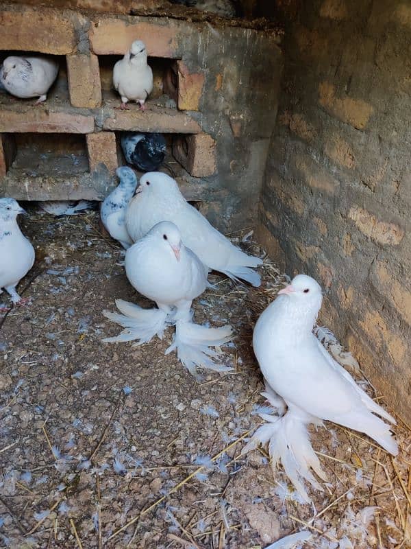 pouter pigeon for sale 8