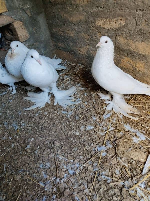 pouter pigeon for sale 9