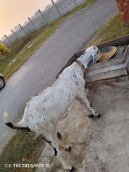 makkhi cheni bakri 2