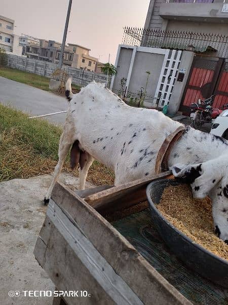 makkhi cheni bakri 3