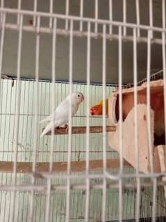 yellow persnata, albino black eyes ,fisher box , cage available