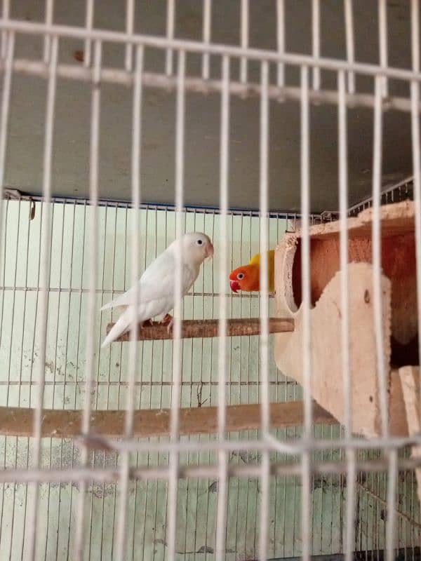 yellow persnata, albino black eyes ,fisher box , cage available 0