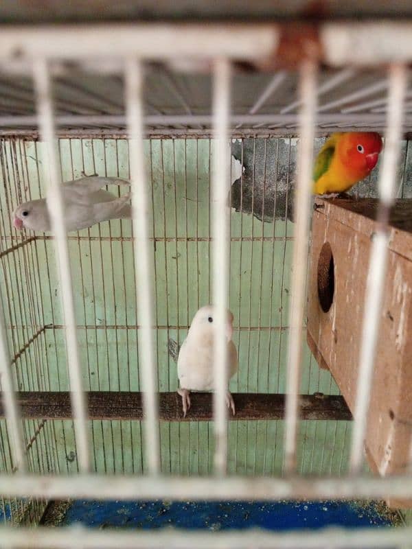 yellow persnata, albino black eyes ,fisher box , cage available 1