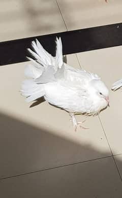 Beautiful White Laka Kabootar chick