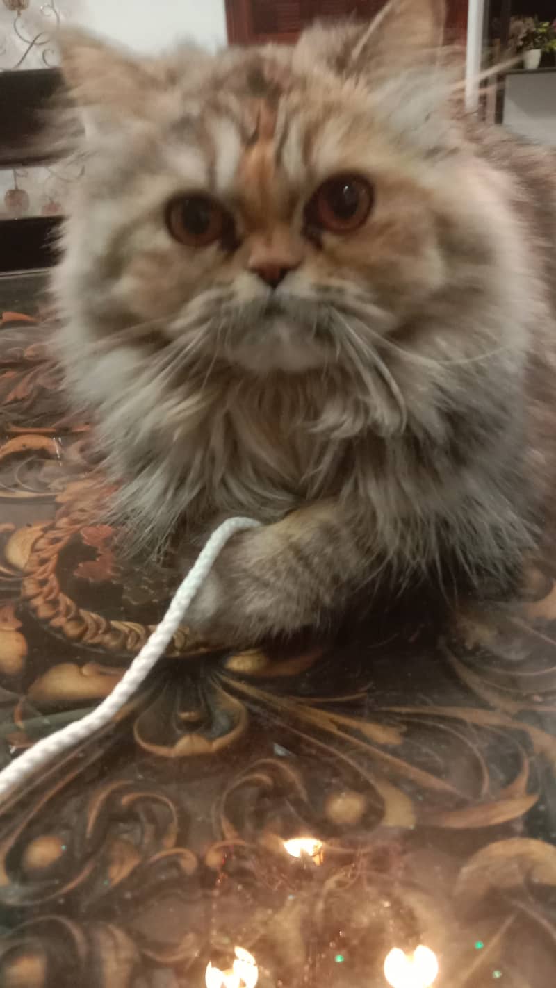 Female Persian Cute Punch Face 11 months old 0