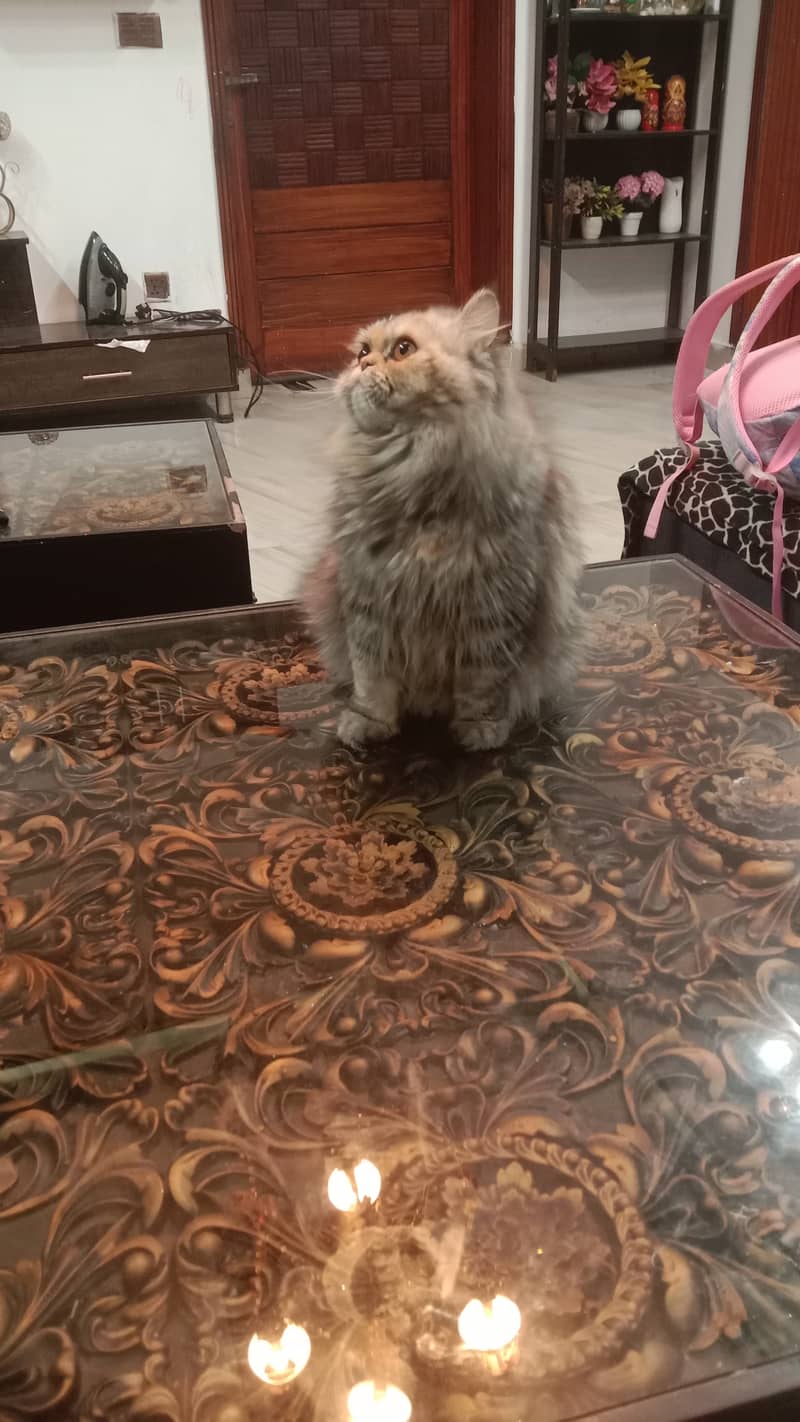 Female Persian Cute Punch Face 11 months old 1