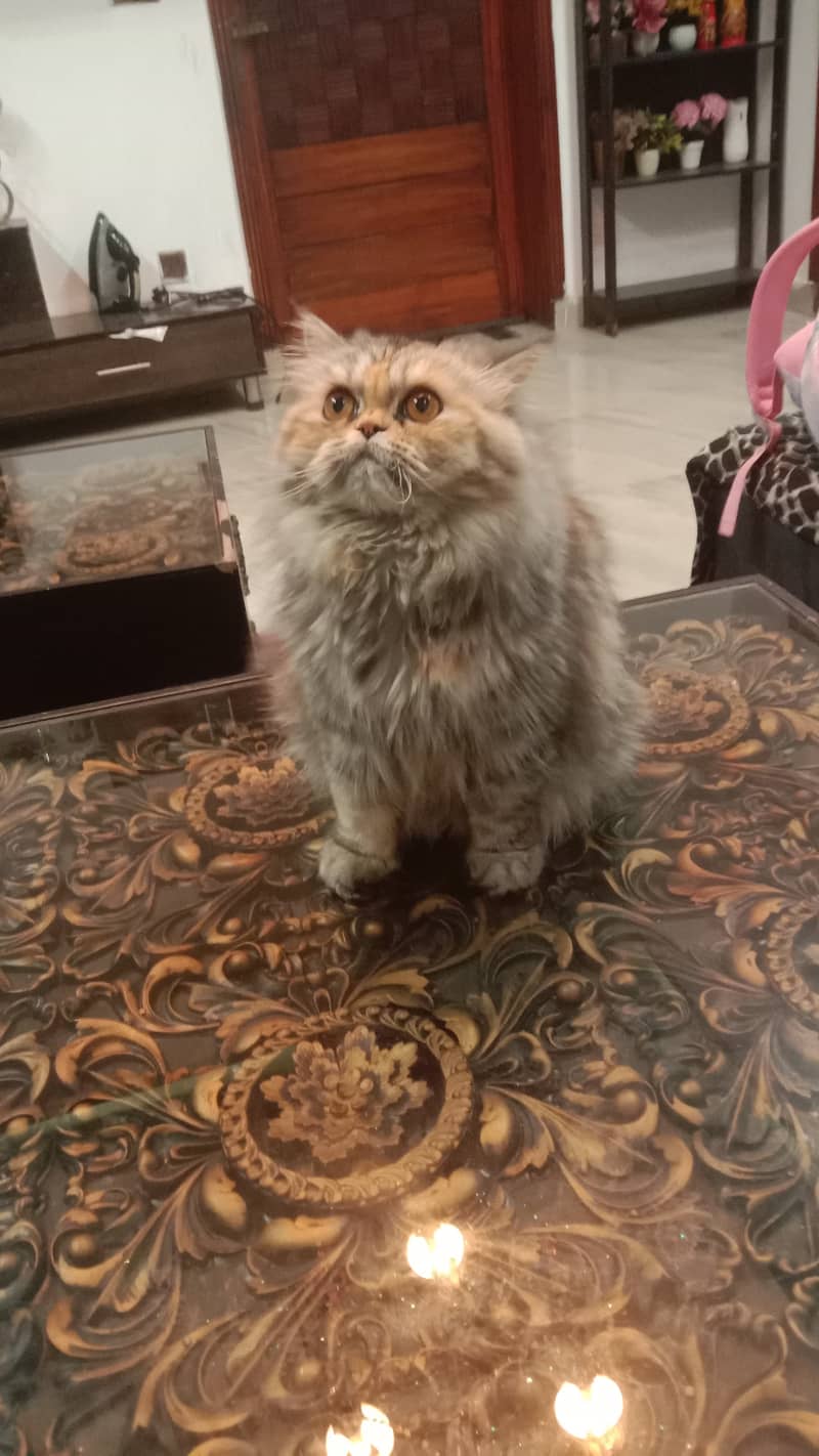 Female Persian Cute Punch Face 11 months old 2