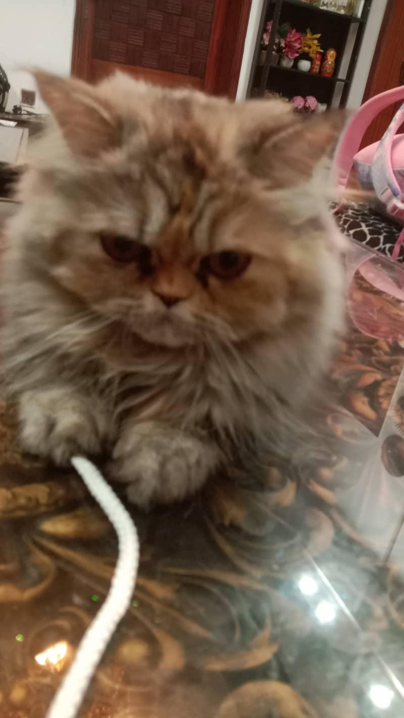 Female Persian Cute Punch Face 11 months old 3