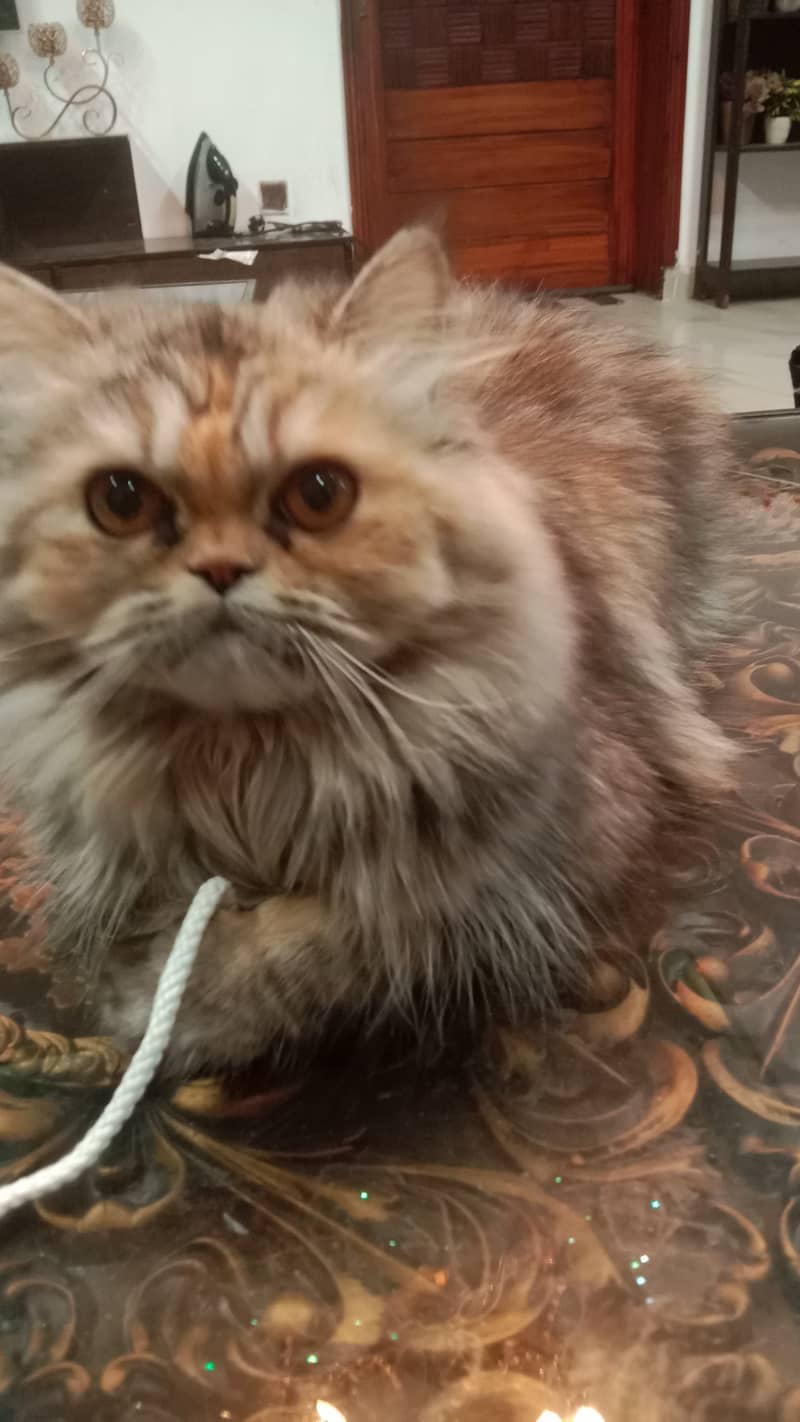 Female Persian Cute Punch Face 11 months old 4