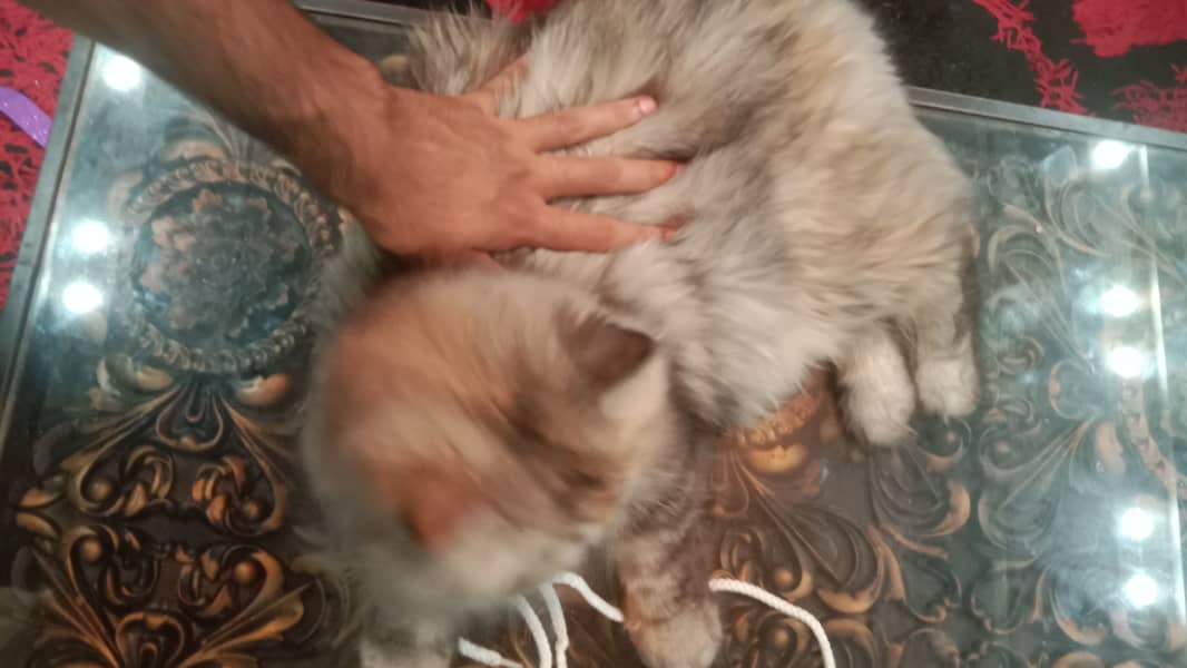 Female Persian Cute Punch Face 11 months old 5